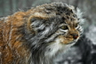 Le chat de Pallas - Crédits : iStockphoto/Peter Wey