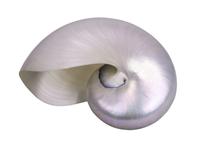 Dépouillée de sa couche externe, la coquille de nautile laisse apparaître une couche de nacre. - Crédits : Istock/mtv2020