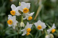 Narcisse, variété à fleurs blanches - Crédits : Istock/magicflute002