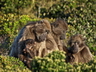 Le babouin chacma - Crédits : iStockphoto/Olof van der Steen