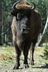 Le bison d'Europe - Crédits : iStockphoto/loranger