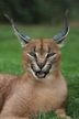 Le caracal