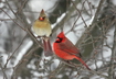 Le cardinal rouge - Crédits : iStockphoto/Steve Byland