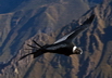 Le condor des Andes - Crédits : iStockphoto/Hans Kruse