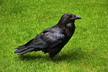 Le grand corbeau - Crédits : iStockphoto/Burcin Tuncer