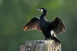 Le grand cormoran - Crédits : iStockphoto/John Pavel