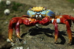 Le crabe des Galápagos - Crédits : iStockphoto/Nancy Nehring