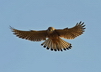 Le faucon crécerelle - Crédits : iStockphoto/Benny Rytter