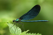 La demoiselle (calopteryx vierge) - Crédits : iStockphoto/Jřrí Hodeček