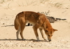 Le dingo - Crédits : iStockphoto/Ray Hems
