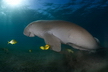 Le dugong - Crédits : iStockphoto/Dejan Sarman