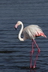 Le flamant rose