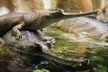Le gavial - Crédits : iStockphoto/Jan Gottwald