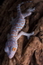 Le gecko tokay - Crédits : iStockphoto/Cathy Keifer