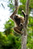 Le gibbon lar - Crédits : iStockphoto/Kjersti Joergensen