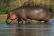 L'hippopotame amphibie - Crédits : iStockphoto/Hansjoerg Richter