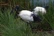 L'ibis sacré - Crédits : iStockphoto/Mogens Trolle