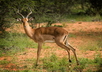 L'impala - Crédits : iStockphoto/Lærke Morell