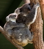 Le koala - Crédits : iStockphoto/Ben Mcleish