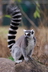 Le lémur catta - Crédits : iStockphoto/Christian Riedel