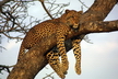 Le léopard - Crédits : iStockphoto/HighlanderImages