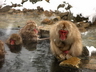 Le macaque du Japon - Crédits : iStockphoto/Matthew Okimi