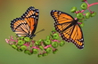 Le papillon monarque - Crédits : iStockphoto/Cathy Keifer
