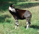 L'okapi - Crédits : iStockphoto/Heather Robertson