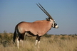 L'oryx gazelle - Crédits : iStockphoto/Nico Smit