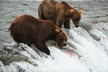 L'ours brun - Crédits : iStockphoto/Robert Plotz