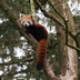 Le panda roux - Crédits : iStockphoto/Klaas Lingbeek- van Kranen