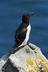 Le pingouin torda - Crédits : iStockphoto/Ken Klotz