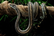 Le python tacheté - Crédits : iStockphoto/Shannon Plummer