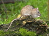 Le rat surmulot - Crédits : iStockphoto/Andrew Howe