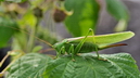 La sauterelle verte