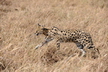 Le serval - Crédits : iStockphoto/Irving N. Saperstein