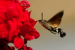 Le sphinx colibri - Crédits : iStockphoto/Solymosi Tamás
