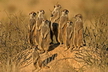Le suricate - Crédits : iStockphoto/Nico Smit