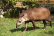 Le tapir terrestre - Crédits : iStockphoto/Jan Gottwald