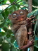 Le tarsier des Philippines