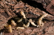 Le termite - Crédits : iStockphoto/VincentEOS