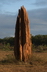 Une termitière - Crédits : iStockphoto/John Carnemolla