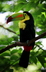 Le toucan à carène - Crédits : iStockphoto/Roberto A Sanchez