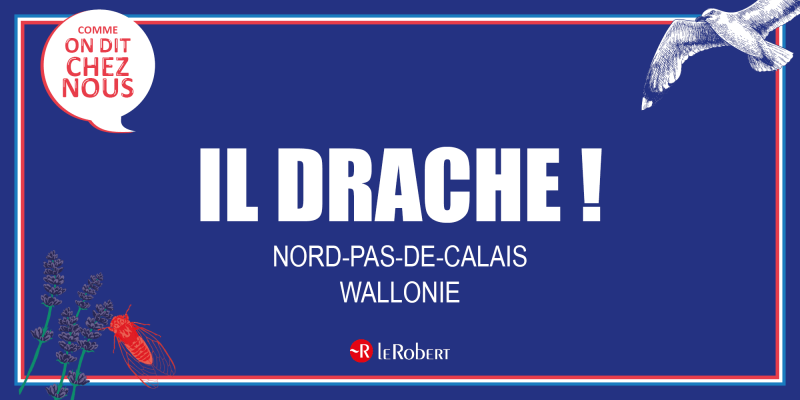 Il drache
